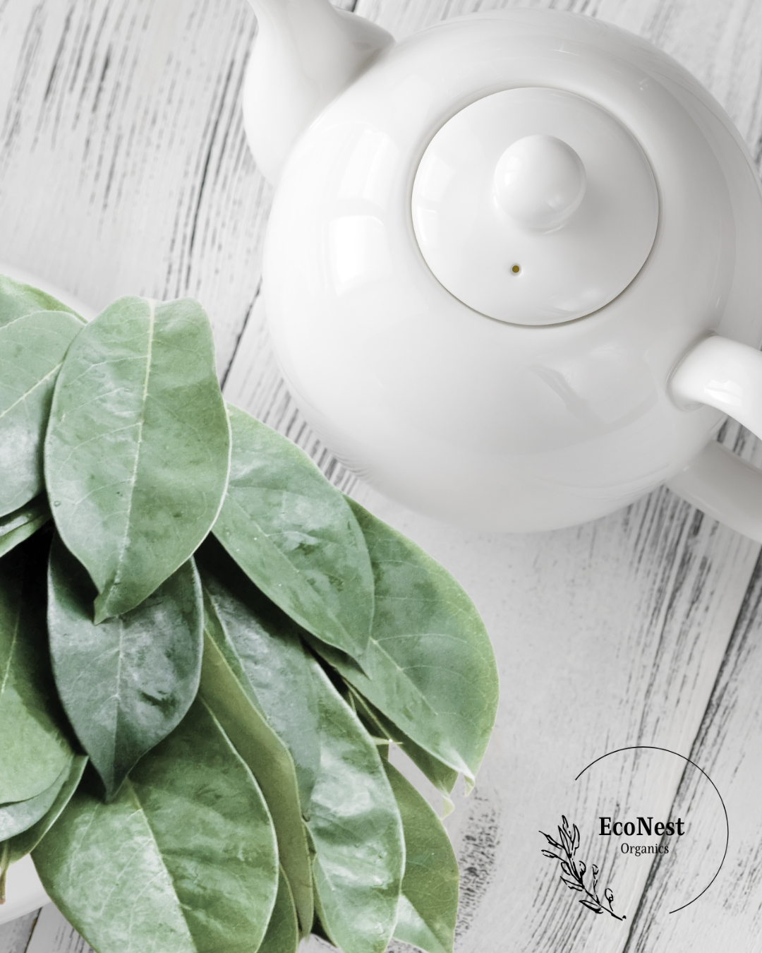 Premium Soursop Leaves 60pcs