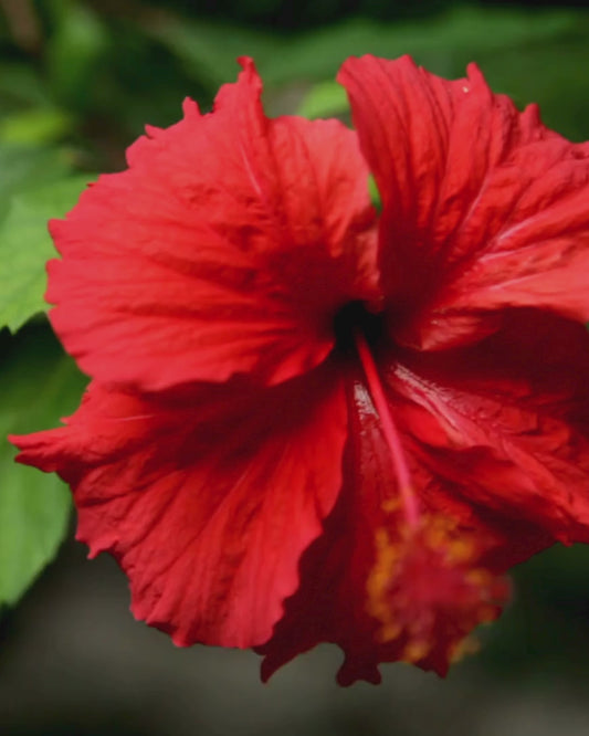 Premium Hibiscus Flower for Infusions, Iced Tea, Dried Hibiscus Flowers, Bissap Draining Detox 100g